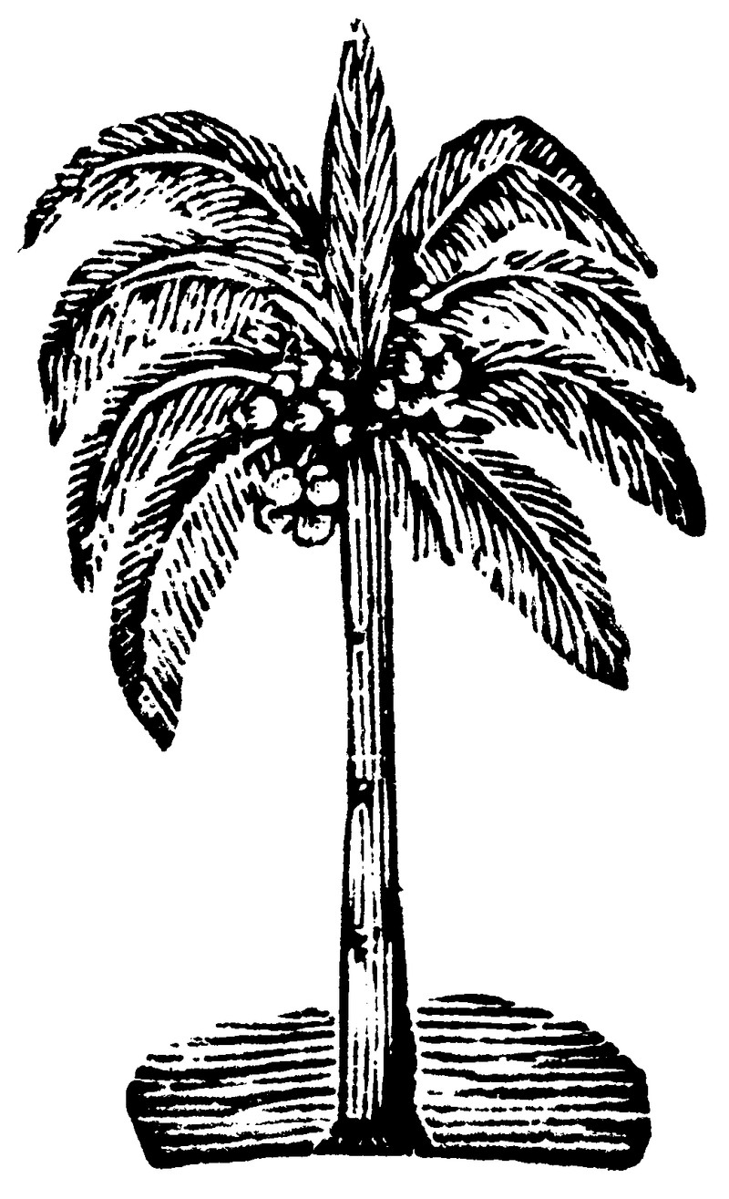 Palm Tree