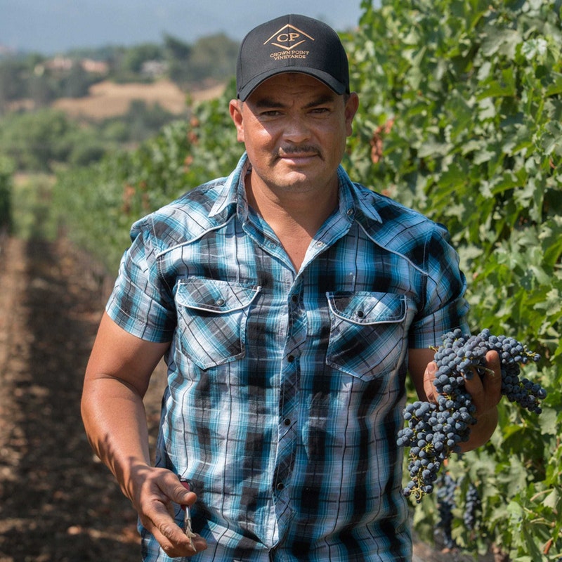 Man in blue plaid shirt standing in vineyard holding purple grapes